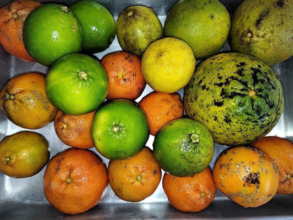 WhatsApp Image 2024-06-23 at 19.21.26 (1).jpeg